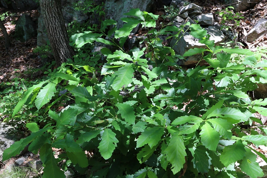 SE-f3abe1d3-cb90-4f89-8fb7-5c147aee55f0.jpg?type=w1