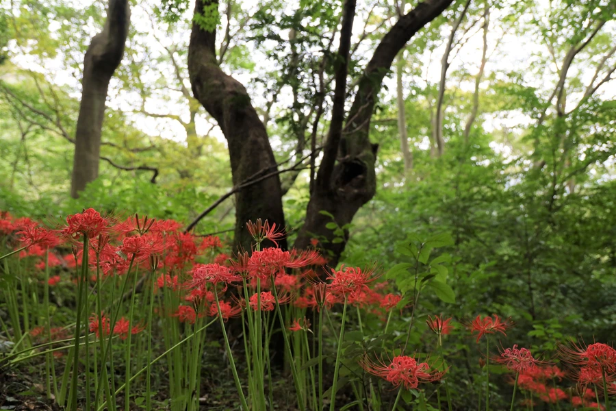 SE-c93e00e3-eea0-4eef-a414-a88e4a72d34a.jpg?type=w1