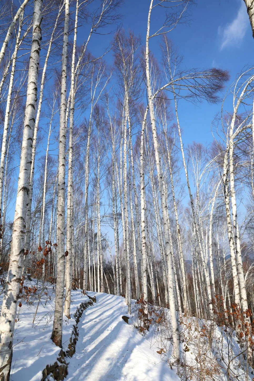 12%EC%9B%9426%EC%9D%BC_(105).JPG?type=w966