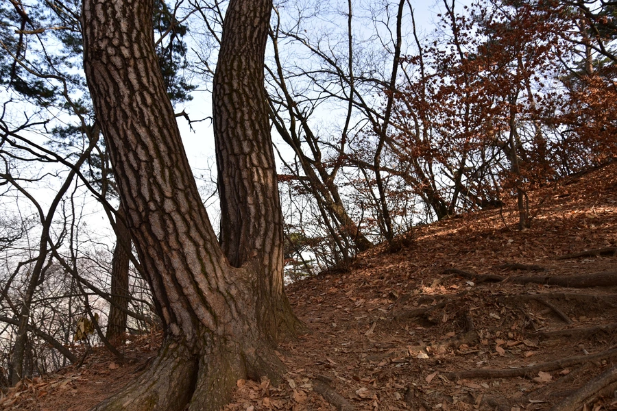 SE-ae848fa5-4ad9-4c3b-ad7d-c4394b89e332.jpg?type=w1