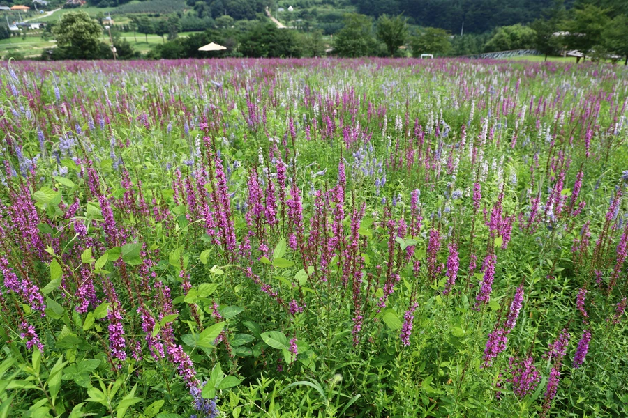 SE-a7c34c7b-4816-4ab7-8475-c77c58d2f579.jpg?type=w1