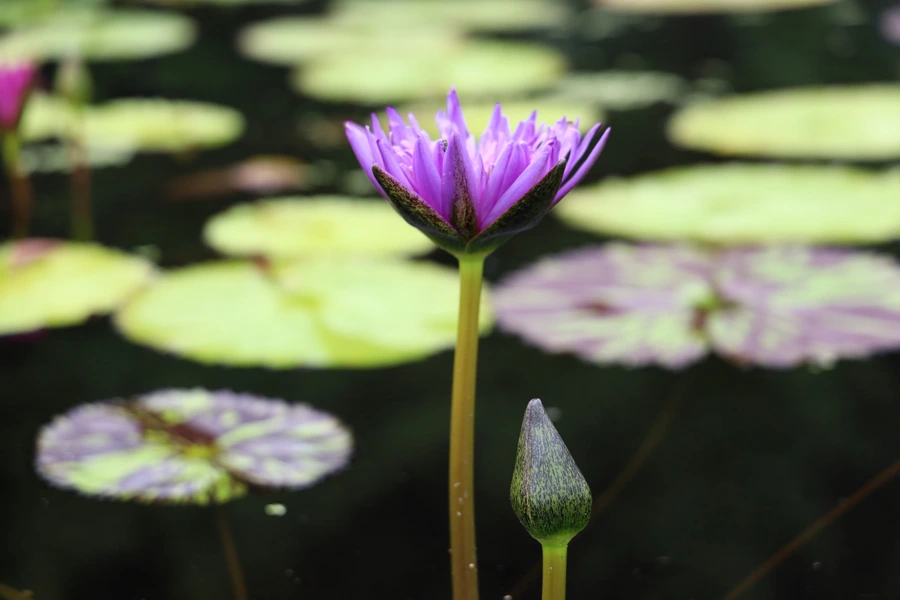 SE-eb224894-826d-45d4-9408-1cc1781092b6.jpg?type=w1