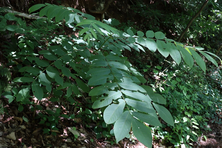 SE-cce95941-6dbc-4d8d-a71c-b106e9309ea4.jpg?type=w1