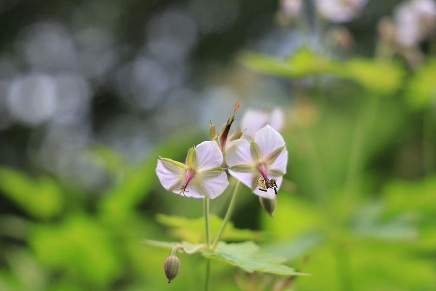 SE-9ddeff31-7835-48e7-a893-82ecea6aae75.jpg?type=w1