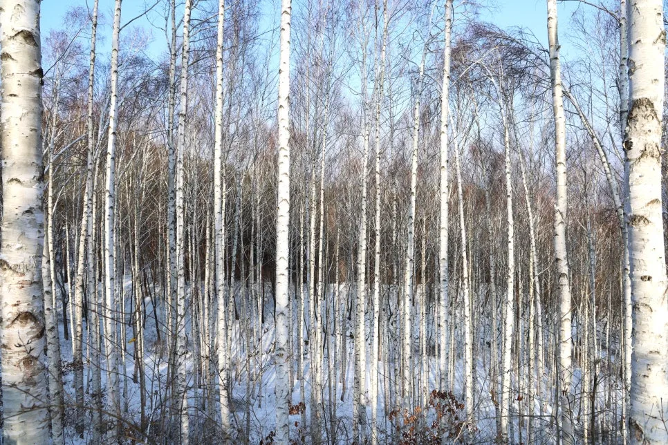 12%EC%9B%9426%EC%9D%BC_(31).JPG?type=w966