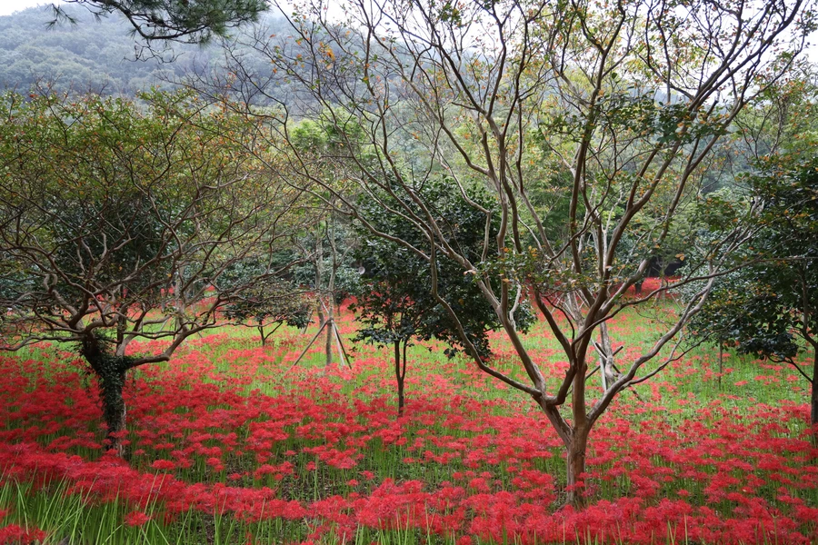 SE-6fced6a5-9cad-4d62-9ef4-e5f1f9d19268.jpg?type=w1