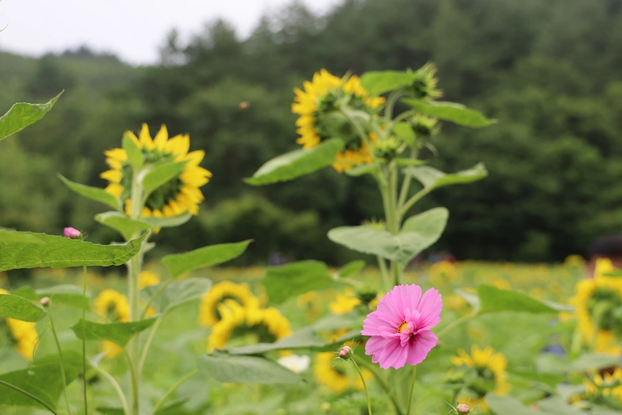 SE-afa11930-1787-47c0-9b63-c07a21d5ea0d.jpg?type=w1