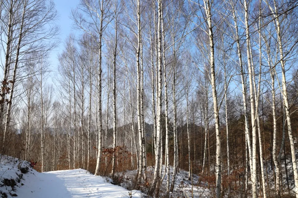 12%EC%9B%9426%EC%9D%BC_(86).JPG?type=w966