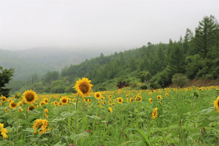 SE-16d80c87-528e-4994-9e46-9aac6136d3ad.jpg?type=w1