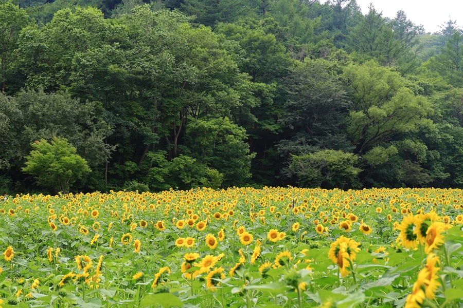 SE-e307705d-3039-4135-9388-12ef9c6ccd49.jpg?type=w1