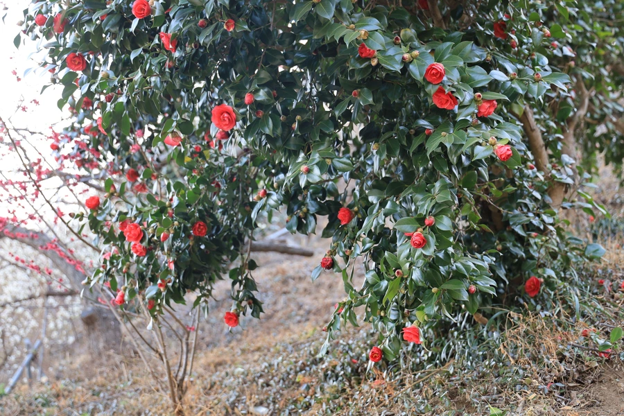 SE-e78a2d2b-53f3-4545-9319-56aae87d7557.jpg?type=w1