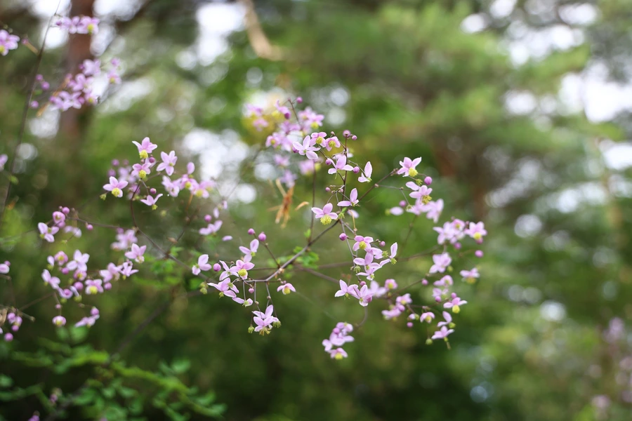 SE-8e917f46-0e8e-422f-8ffa-3dae6f36706f.jpg?type=w1