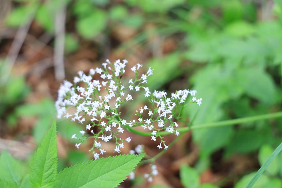 SE-36628f6f-93f2-4550-aa28-371f3d76a6f6.jpg?type=w1