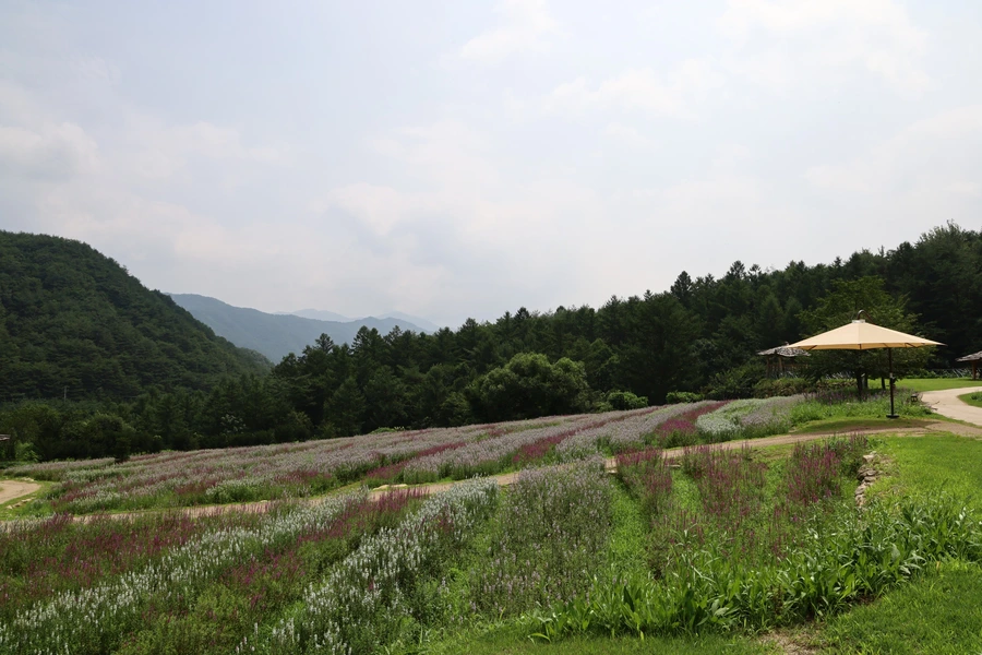 SE-55f12b24-c33d-47f7-84dc-4d5b7e3d407e.jpg?type=w1