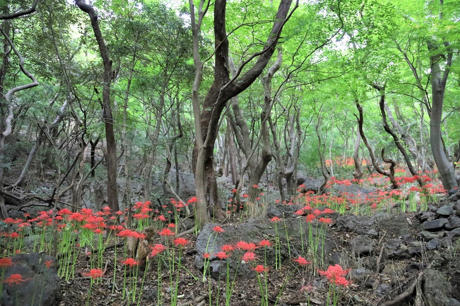 SE-6b146727-df84-40a0-ad9b-76d6b9992a48.jpg?type=w1