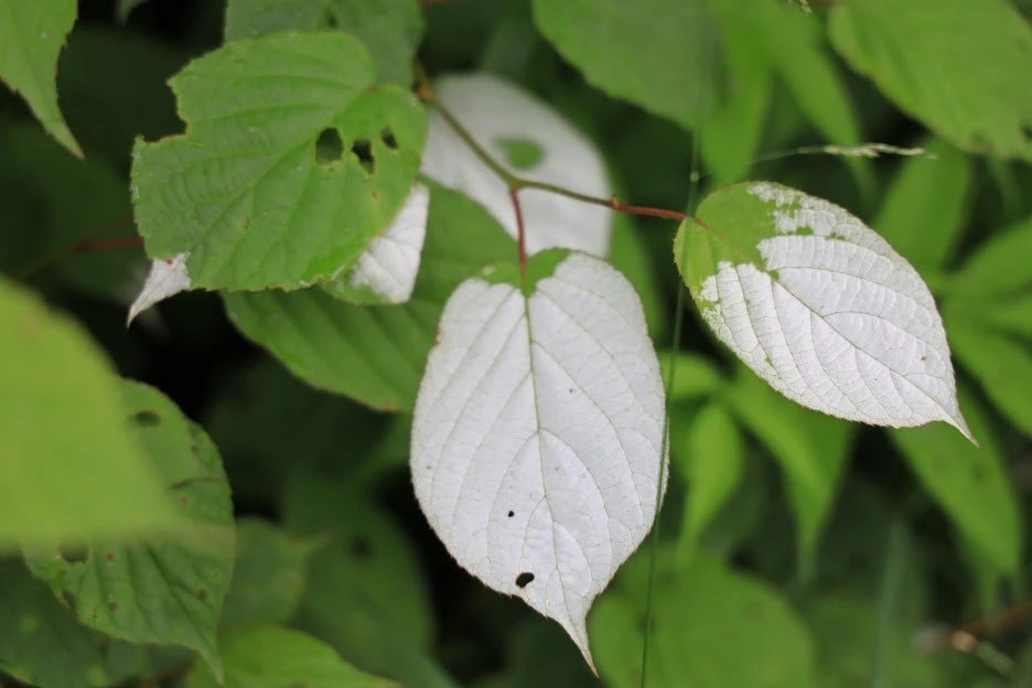 6%EC%9B%9414%EC%9D%BC_(274).JPG?type=w1