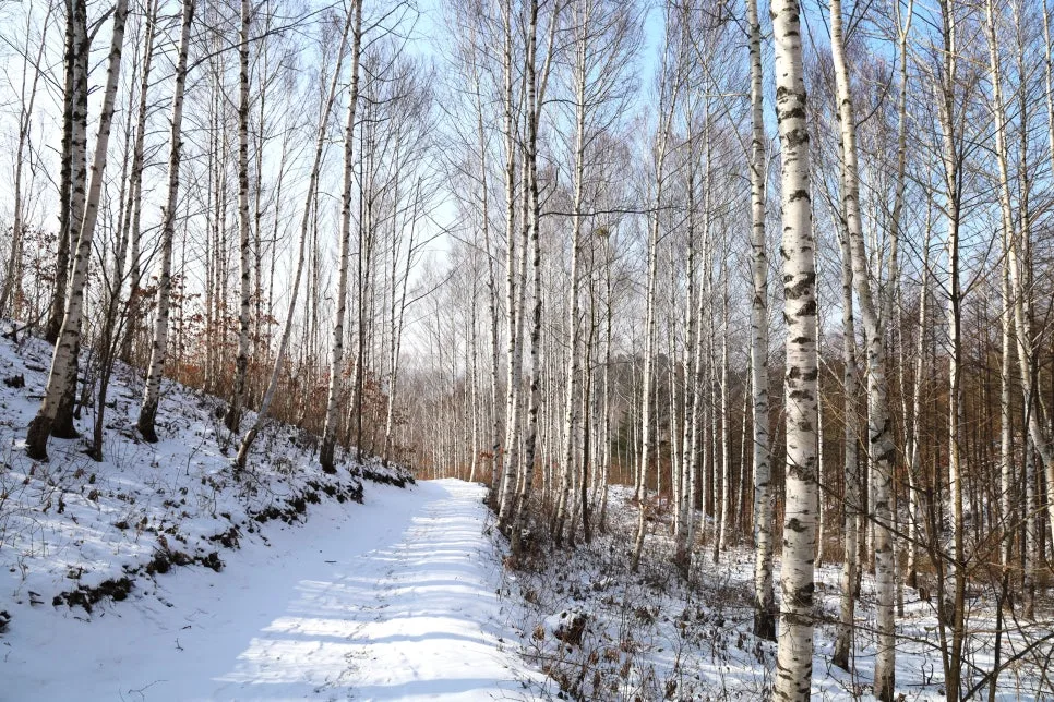 12%EC%9B%9426%EC%9D%BC_(91).JPG?type=w966