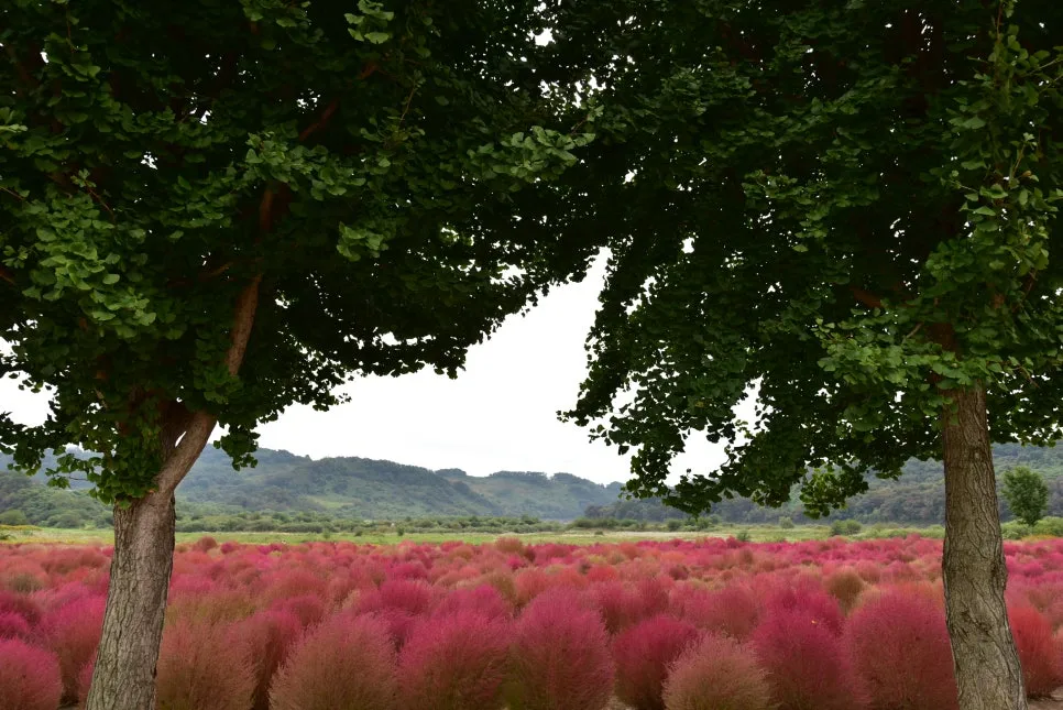 10%EC%9B%9414%EC%9D%BC_(34).JPG?type=w966