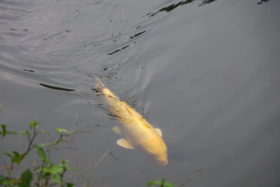 SE-e33d62d6-ae80-4171-adf0-fecc581af48d.jpg?type=w1