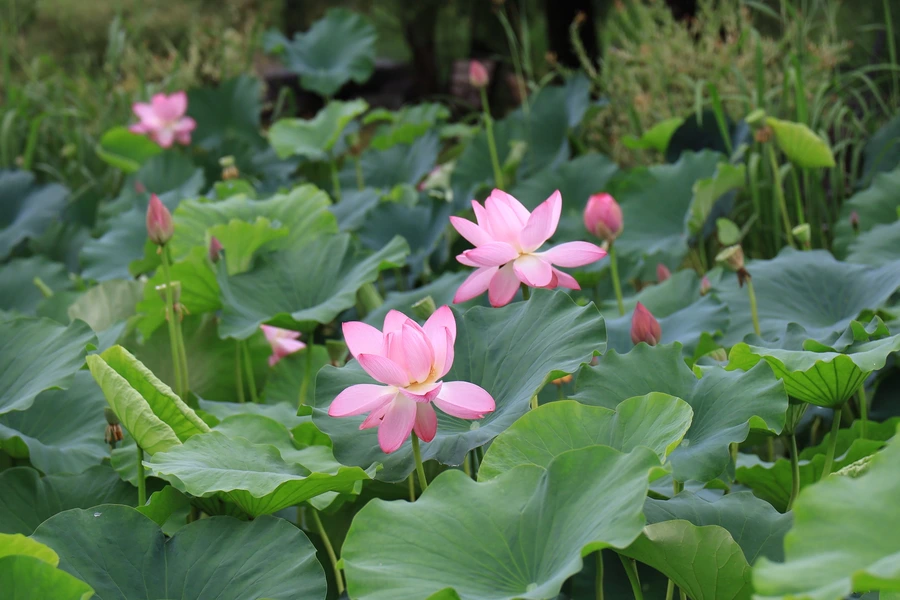 SE-03e307d1-488d-4064-b09c-e0ca3d992cb5.jpg?type=w1