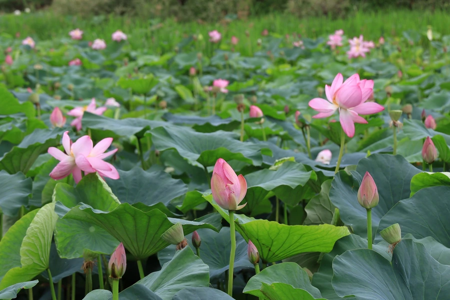 SE-7a8b9002-7c2a-4c19-8ab4-9dc9d04b7590.jpg?type=w1