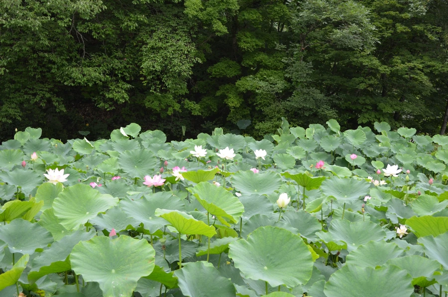 SE-cdf30cff-3d57-46ed-95e1-aca32c846317.jpg?type=w1