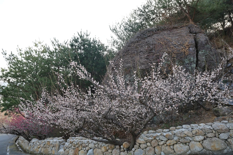 SE-c613e90e-fc1b-42a9-af32-08a476339cc8.jpg?type=w1