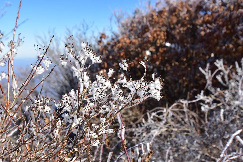 11%EC%9B%9426%EC%9D%BC_(190).JPG?type=w966