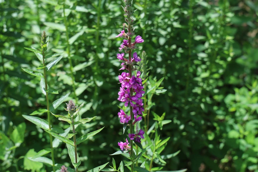 SE-93dcd69b-66c2-41f0-ac9d-7cca47894efb.jpg?type=w1