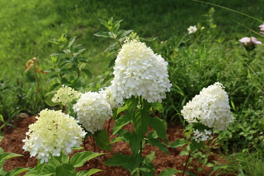 SE-4dfc07b8-60a4-4262-817b-f8e1c02eaa29.jpg?type=w1