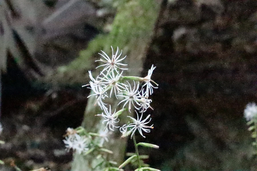 SE-bb40f895-3088-4778-969c-7c78a66e5856.jpg?type=w1