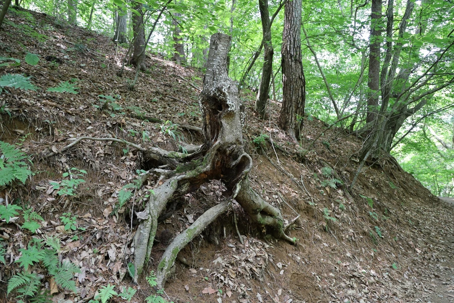 SE-54cd84ae-0c04-4885-974c-fcdc819cc847.jpg?type=w1