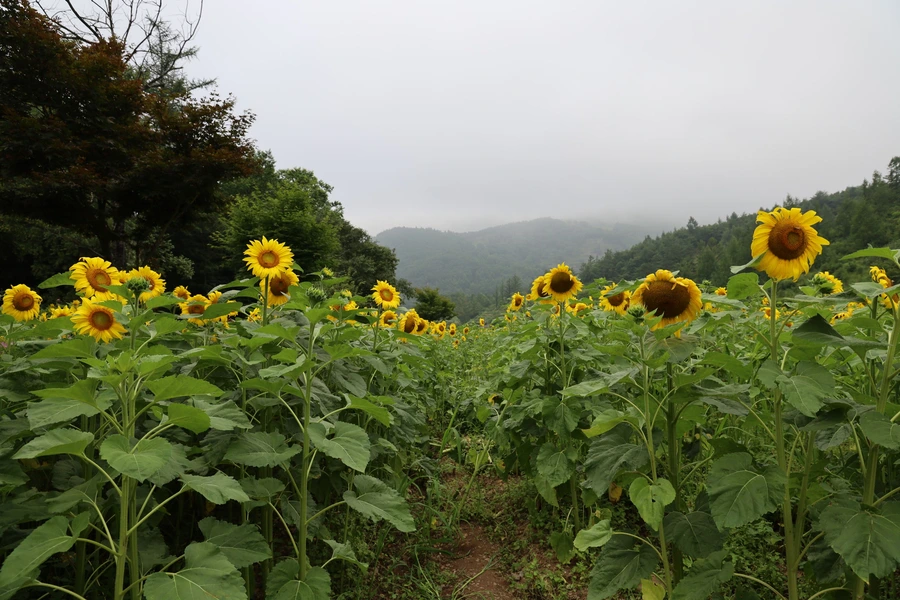 SE-181f02ed-a285-436b-b38f-26567a512b4a.jpg?type=w1