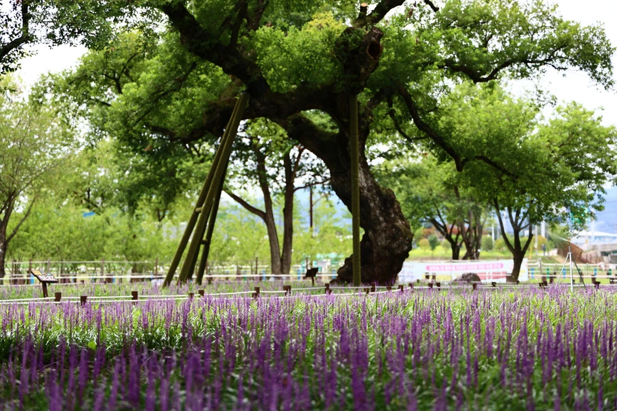 SE-76dde658-967f-4f0a-880c-2bc4be8eafa0.jpg?type=w1