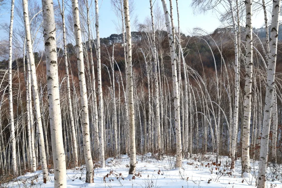 12%EC%9B%9426%EC%9D%BC_(34).JPG?type=w966