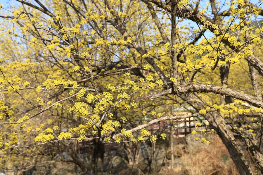 SE-c1c6cd16-af28-46bb-b645-53dde3eafed5.jpg?type=w1