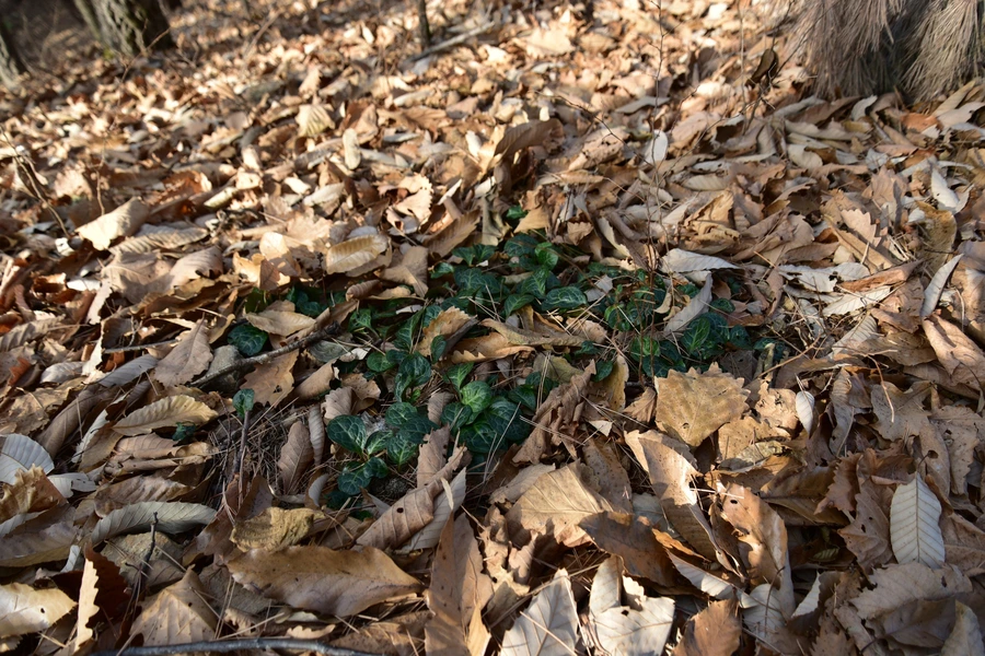 SE-2bbc2474-7ab1-46a1-9446-15e18a91f3e6.jpg?type=w1