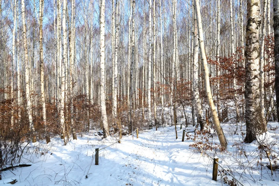 12%EC%9B%9426%EC%9D%BC_(55).JPG?type=w966