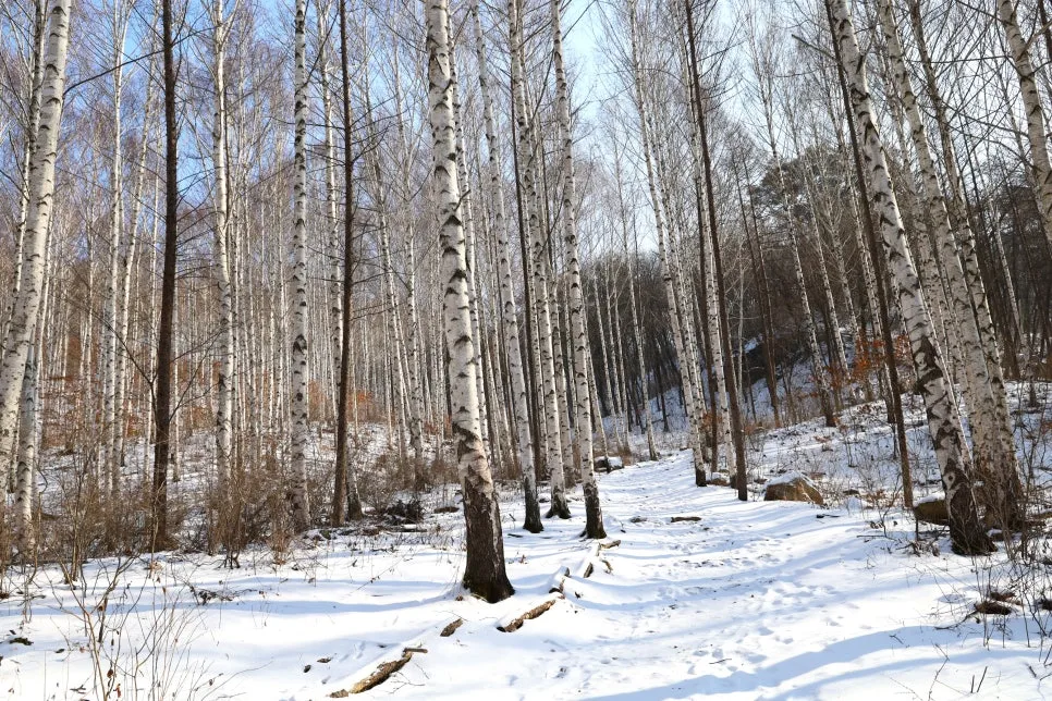 12%EC%9B%9426%EC%9D%BC_(75).JPG?type=w966