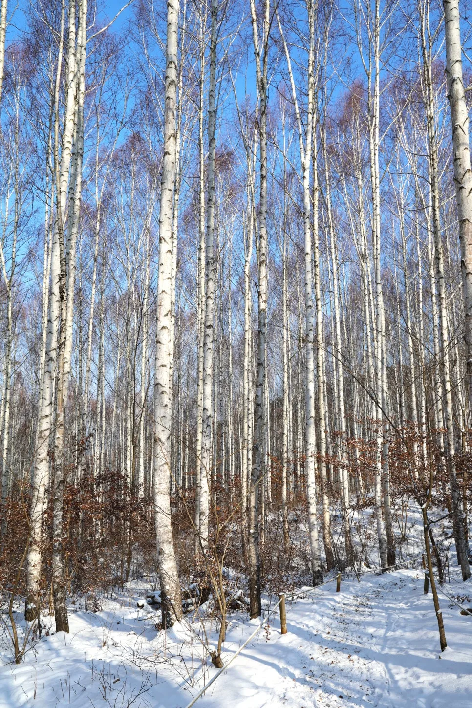 12%EC%9B%9426%EC%9D%BC_(57).JPG?type=w966