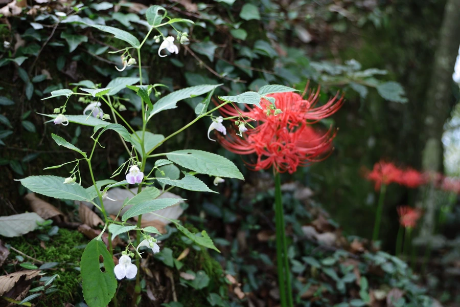 SE-9115bd9a-343c-4f99-9fcf-36ff6dd60c94.jpg?type=w1