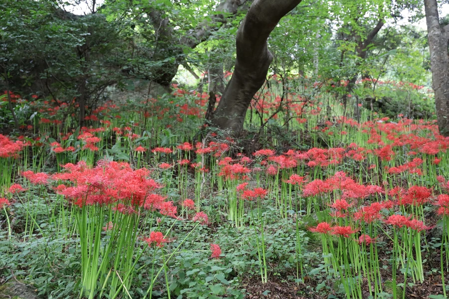 SE-cf077a09-e6b9-47d8-9a55-657eceece8ed.jpg?type=w1