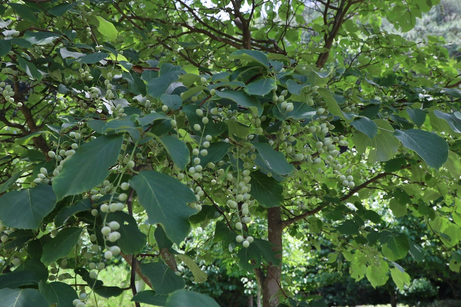 SE-8b53780c-86b3-4e93-a252-ab6a1ec2d685.jpg?type=w1