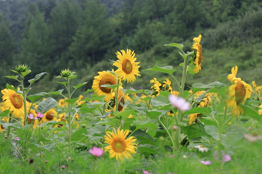 SE-aa6e4cab-bb5d-4aea-be1e-863a7a3738c6.jpg?type=w1