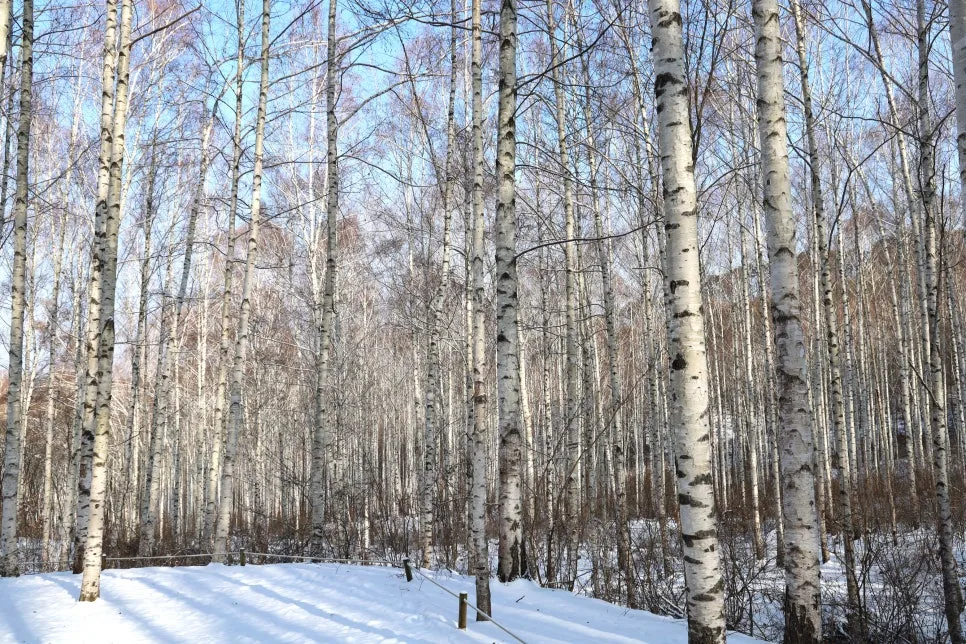 12%EC%9B%9426%EC%9D%BC_(52).JPG?type=w966