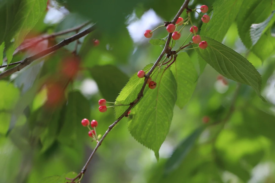 SE-57dc2fee-7d4c-4da1-a91d-961b96cd6493.jpg?type=w1