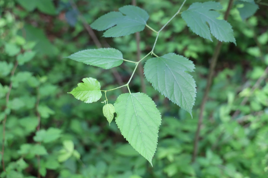 SE-6595af18-ad46-4e48-9a51-eca99e8a7796.jpg?type=w1