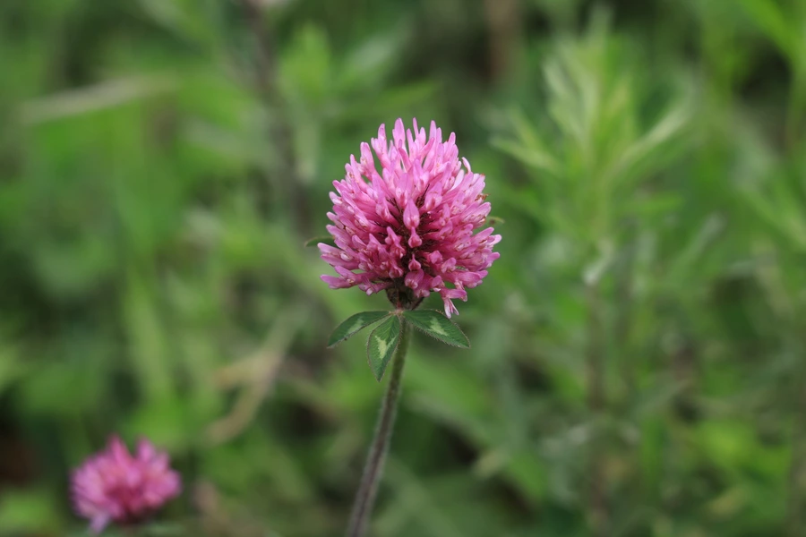 SE-26774b71-0473-40d8-917c-a0e2c55746e4.jpg?type=w1