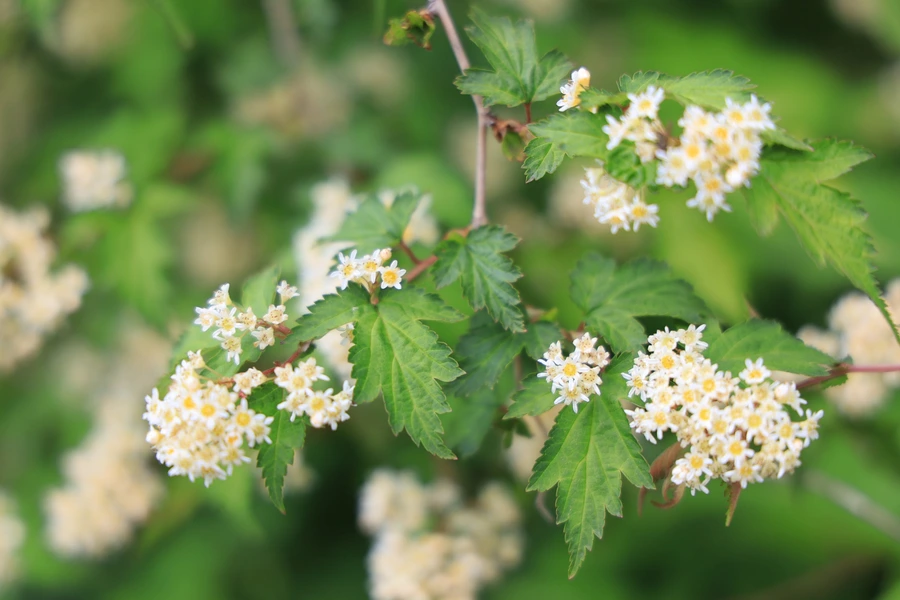 SE-3ced5444-932e-438b-86f4-f5e0a0cb07ca.jpg?type=w1