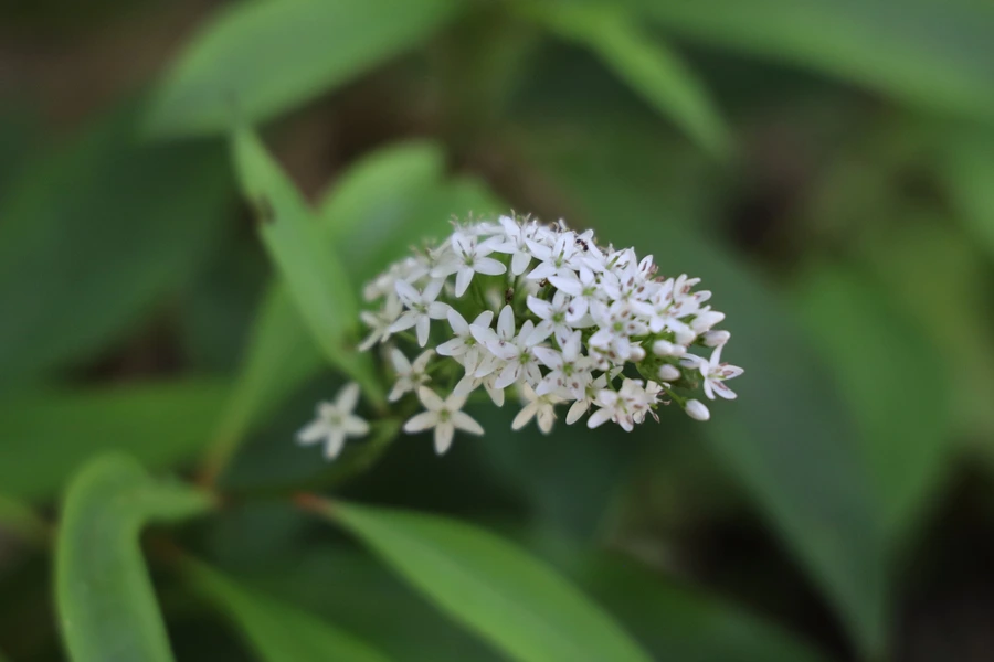 SE-60f97d6a-0571-42e2-9270-c32991b61575.jpg?type=w1